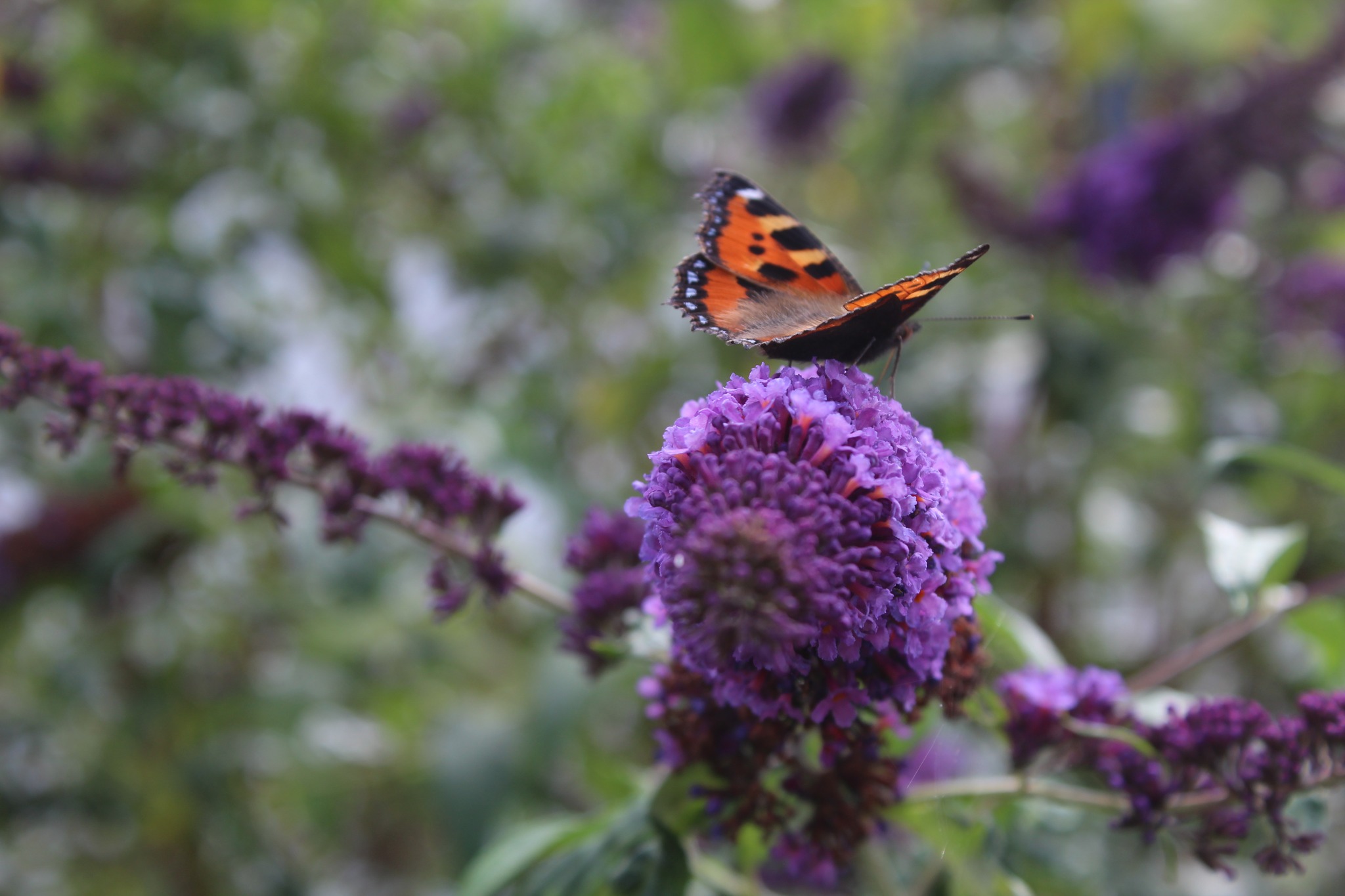 Butterfly on a flower