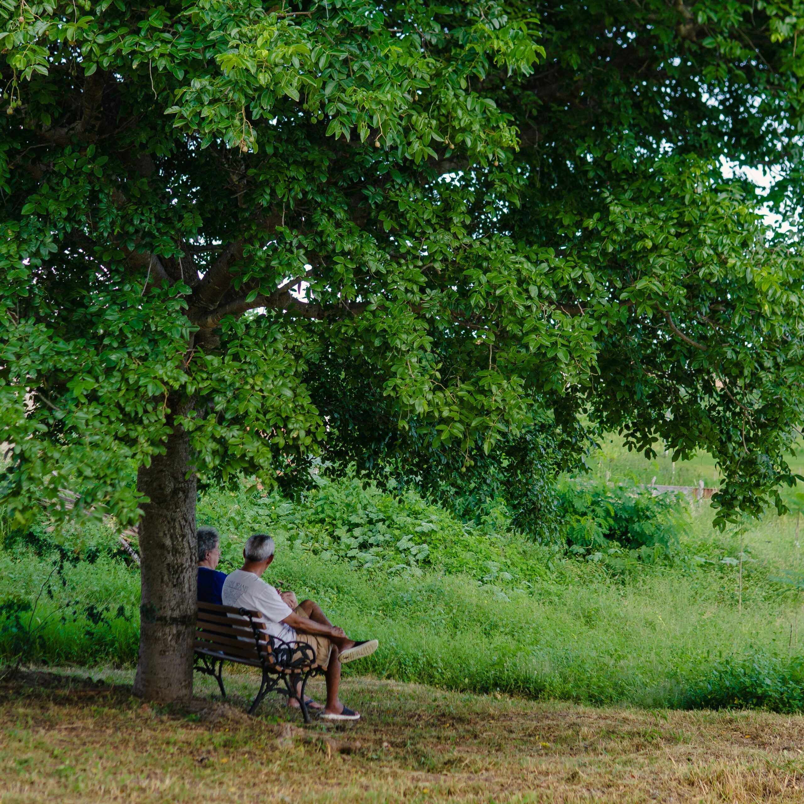 Couple sitting on a bench under a tree