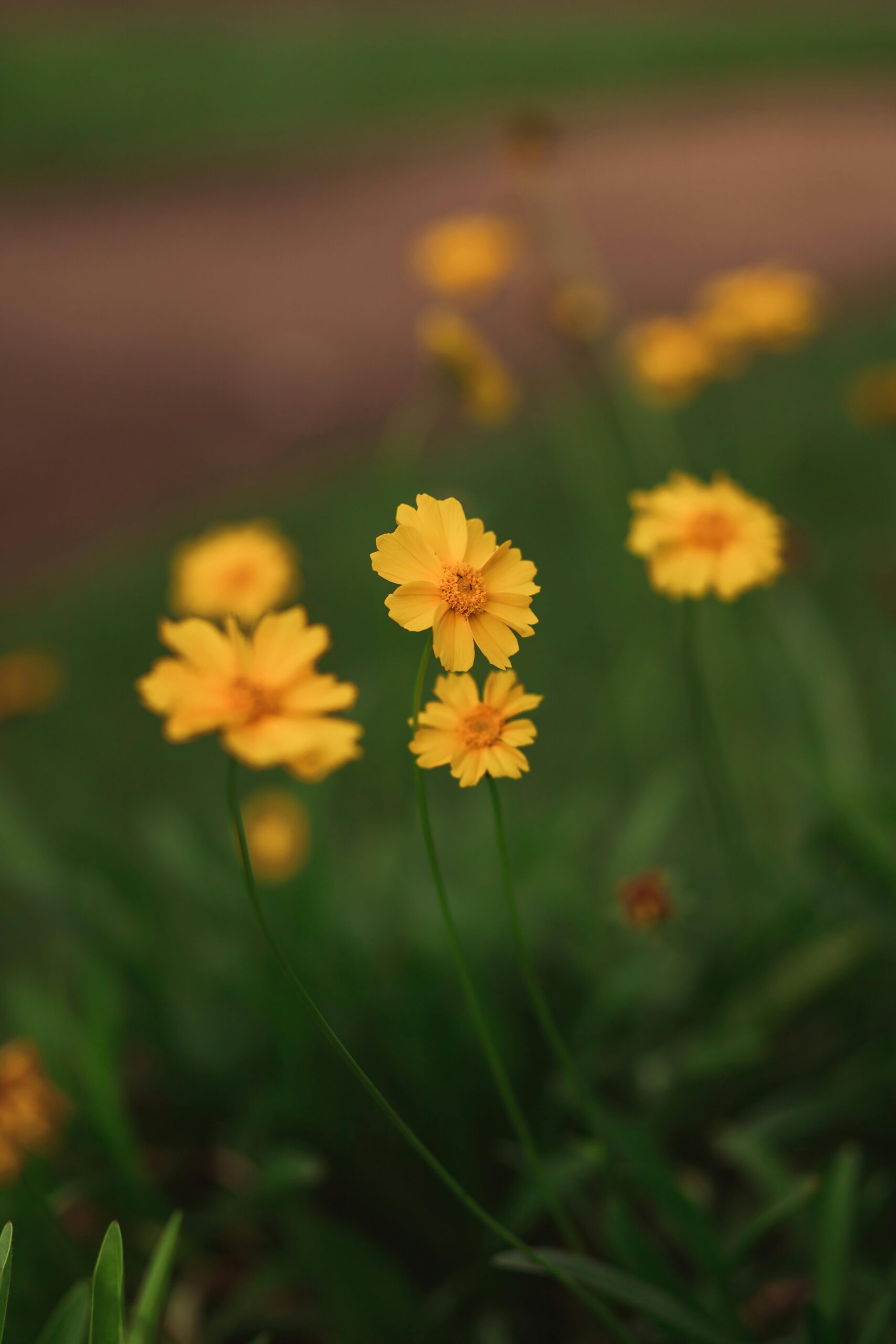 a photo of yellow flowers